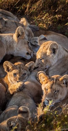 Group of lion cubs cuddling closely together in grassy field.