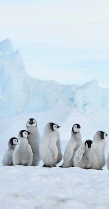 Group of fluffy penguin chicks stand together on snowy landscape.