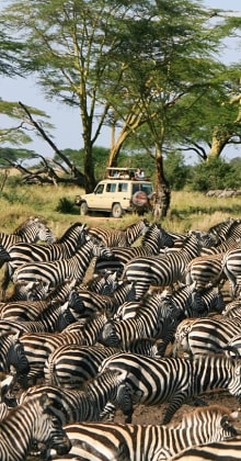 Safari jeep watches zebra herd under acacia trees in African savanna.