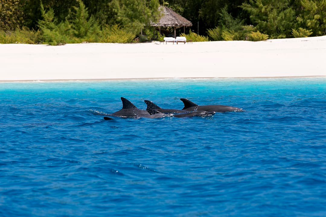 Dolphins off the coast of Mnemba Island, Tanzania