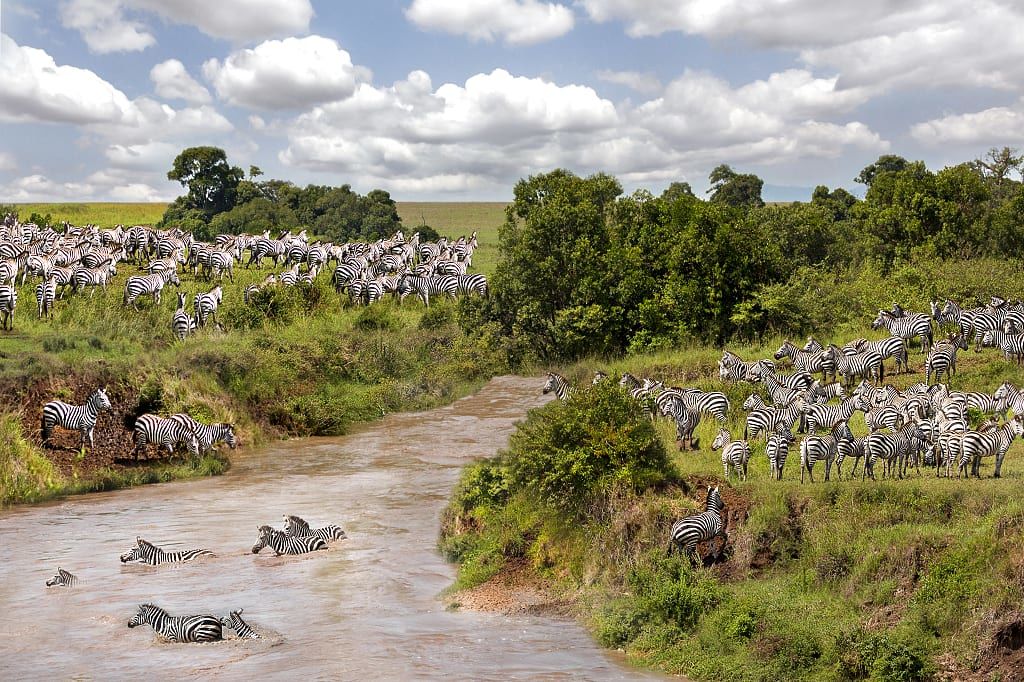 Zebra migration in Maasai Mara, Kenya