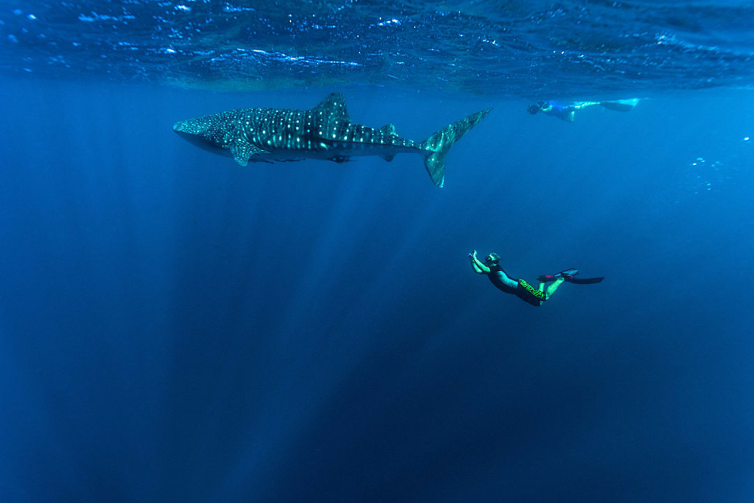 Snorkeler swimming alongside a massive whale shark in the clear waters of Ningaloo Marine Park.
