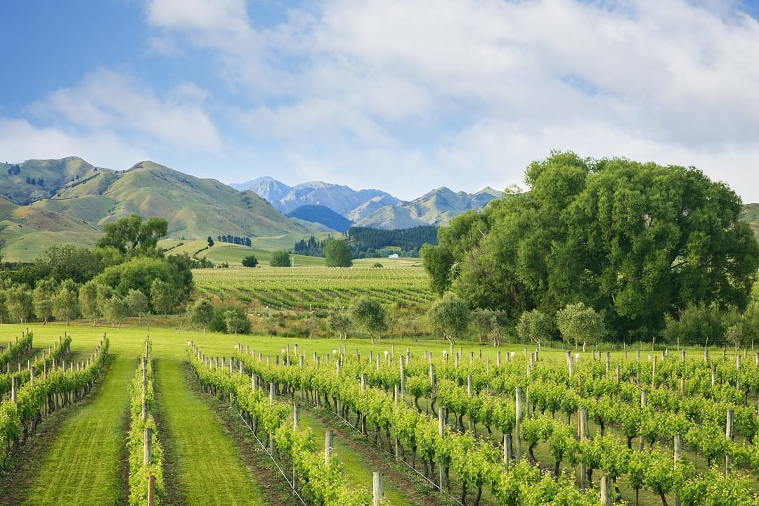 Vineyard in Marlborough, New Zealand