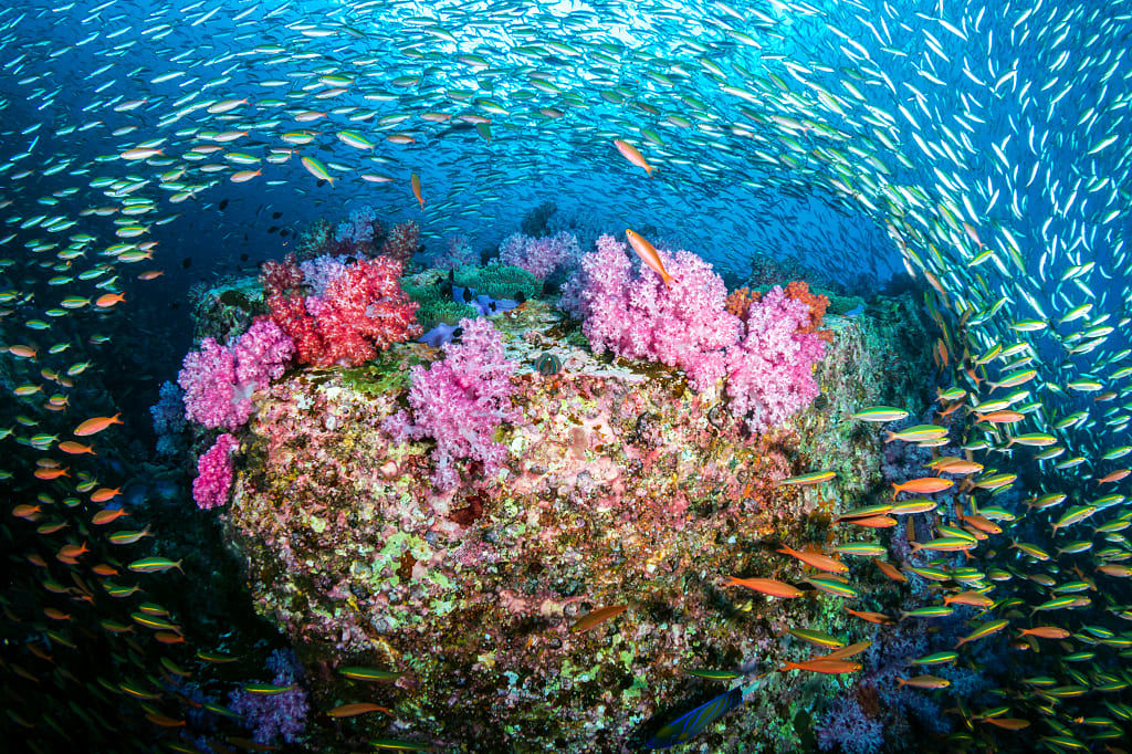 Huge numbers of colorful tropical fish swimming around a beautiful coral reef