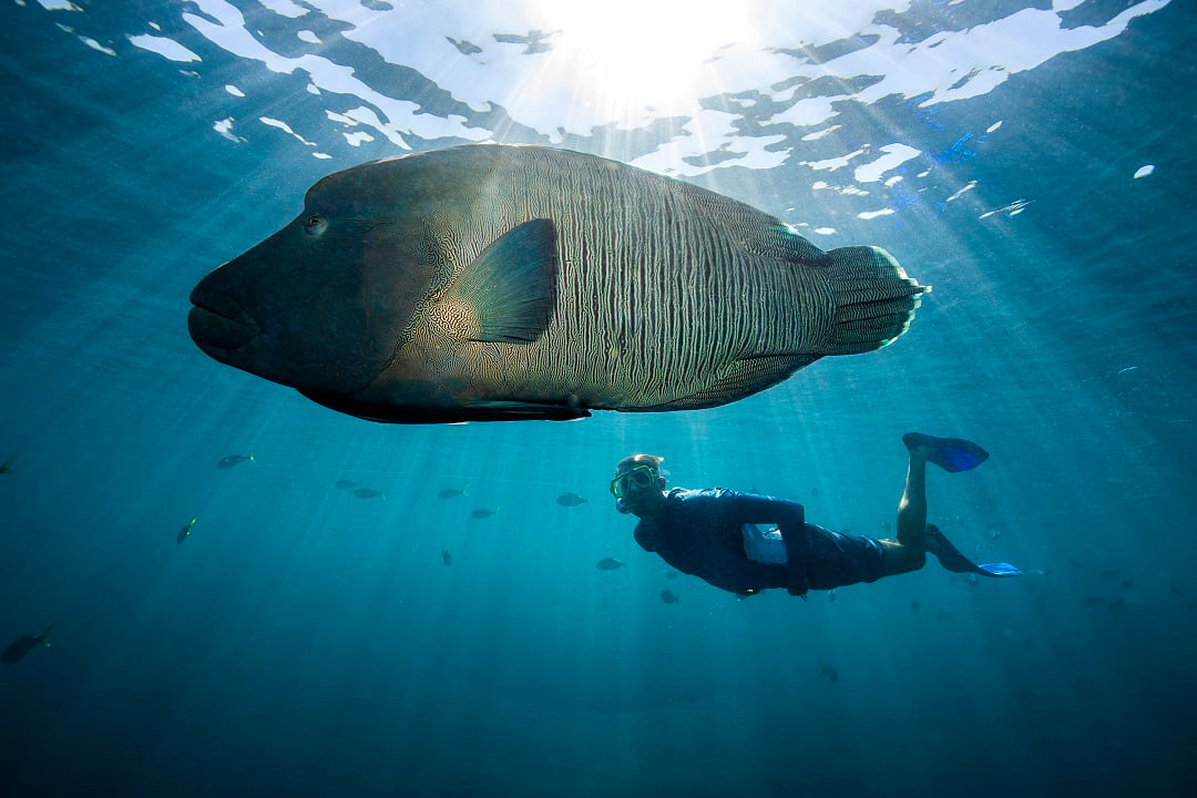 Man snorkeling along side a maori wrasse in the Great Barrier Reef, Australia