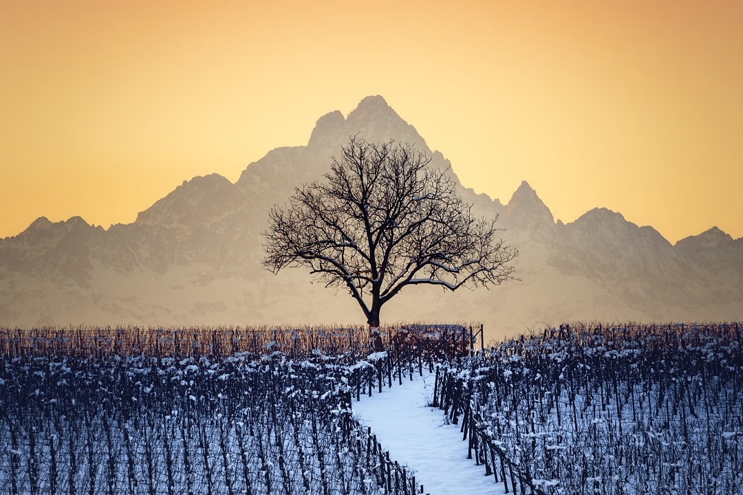 Snow covered vineyards in Barolo, Italy