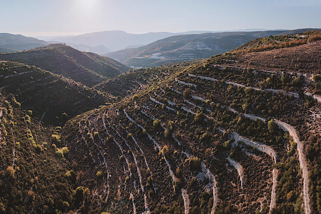 Vineyards in Omodos, Cyprus.