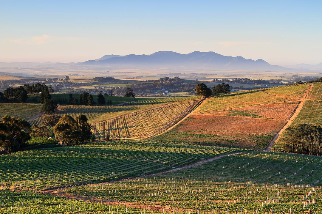 Stellenbosch: a renowned wine-producing region crafting fine wines