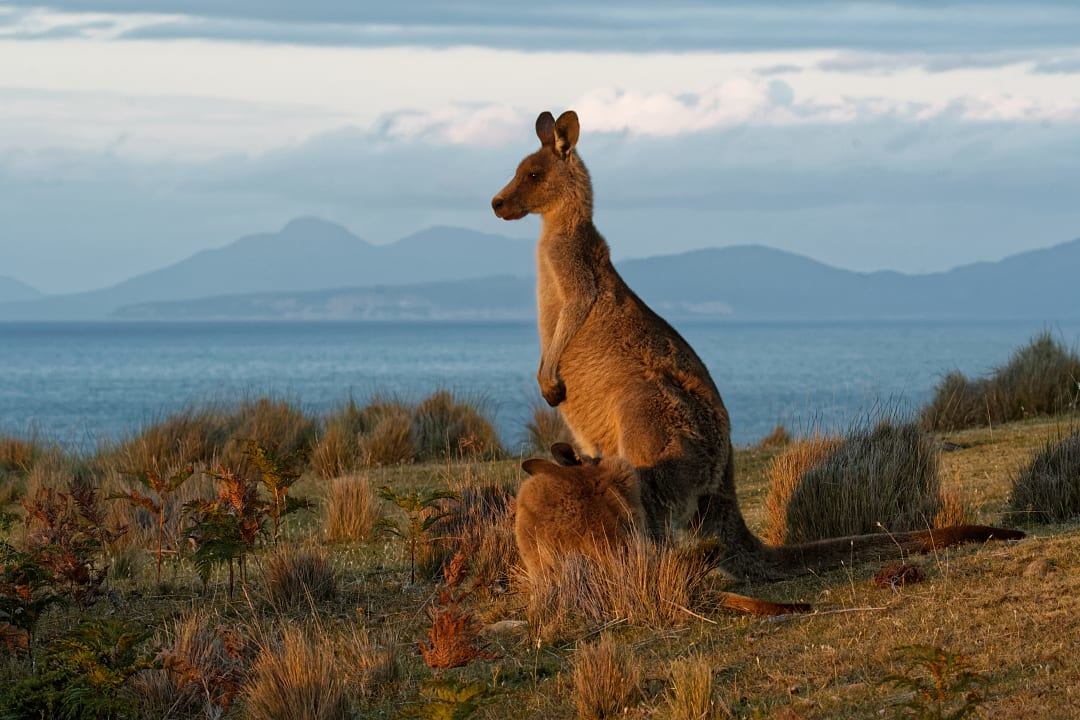 Kangaroo standing in a coastal field, an iconic marsupial found in Australia's natural habitats.