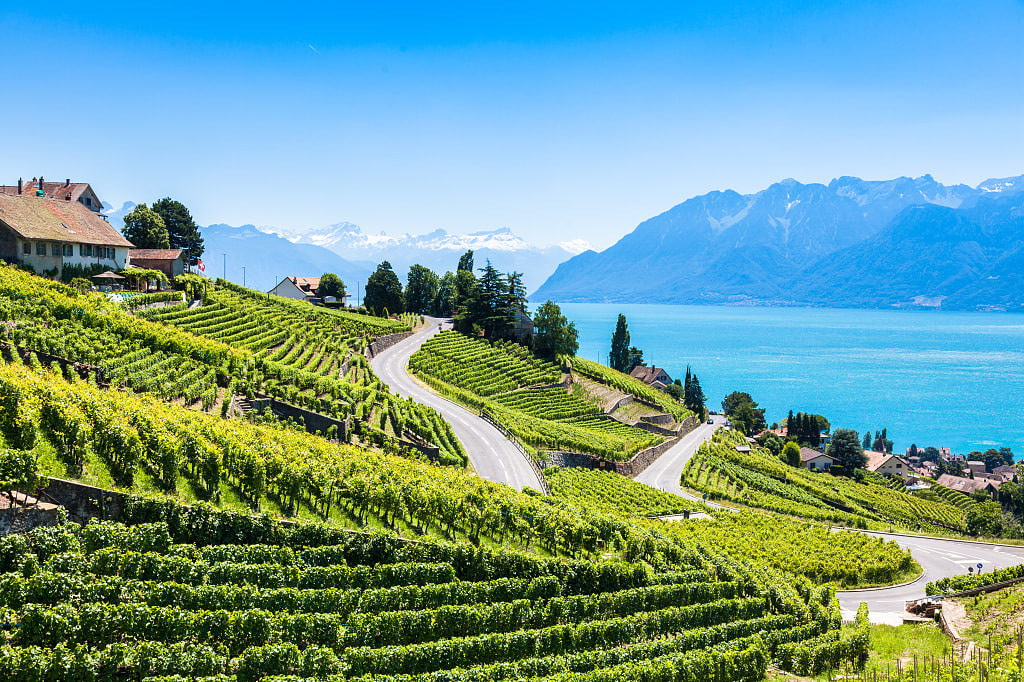 Terraced vineyards on the shores of Lake Geneva with the Swiss Alps