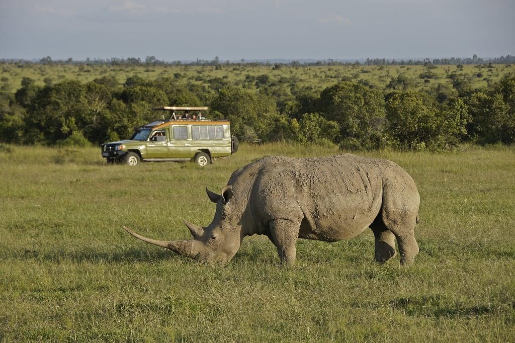 White rhino in Ol Pejeta Conservancy, Kenya