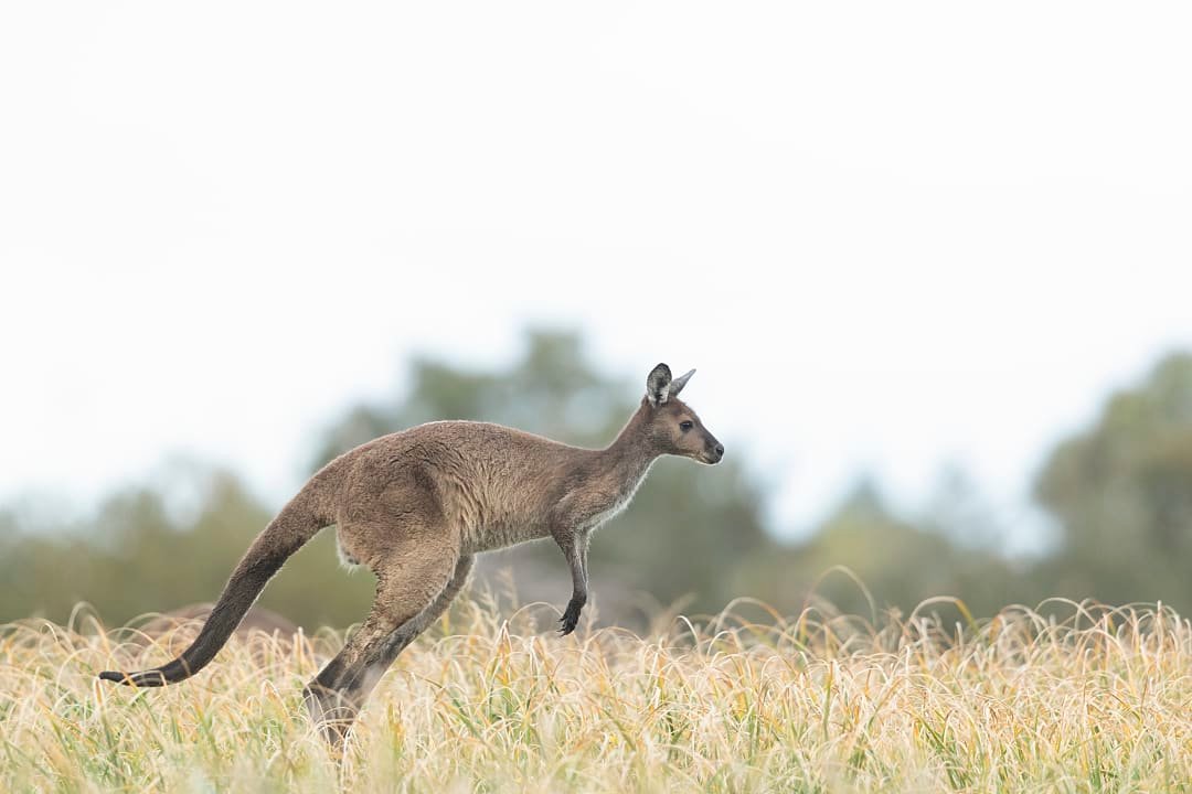 Western Grey Kangaroo found in southern Australia.