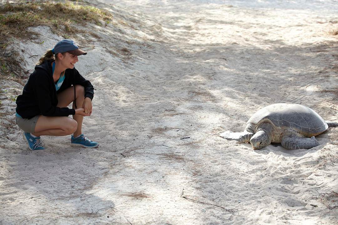 Woman looking at a turtle on Heron Island, photo courtesy of Tourism Australia.