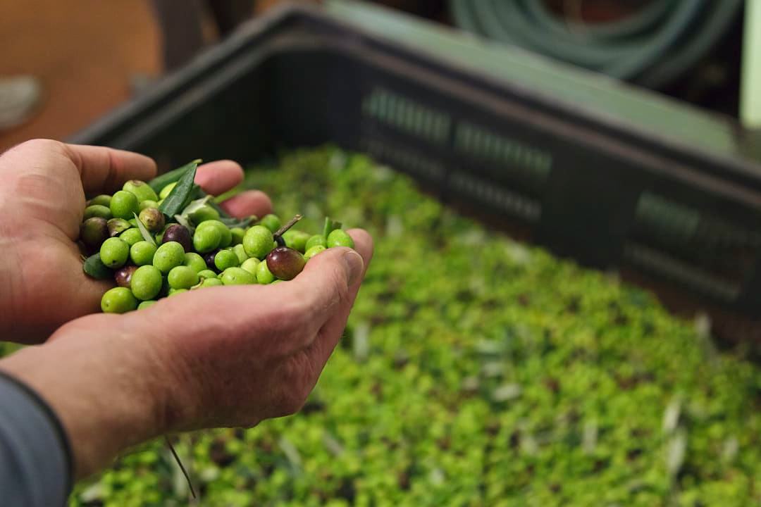 Farmer harvesting olives before the cold pressing process. 