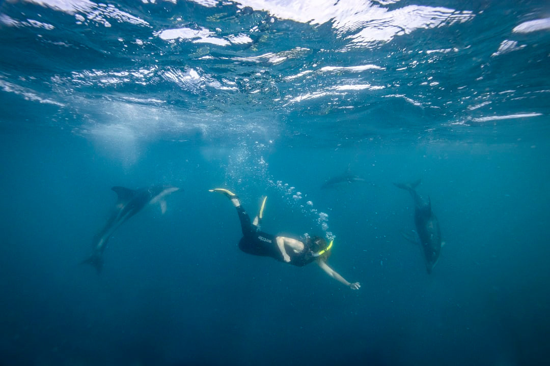 Woman snorkeling with dolphins in Kaikōura, Canterbury, New Zealand