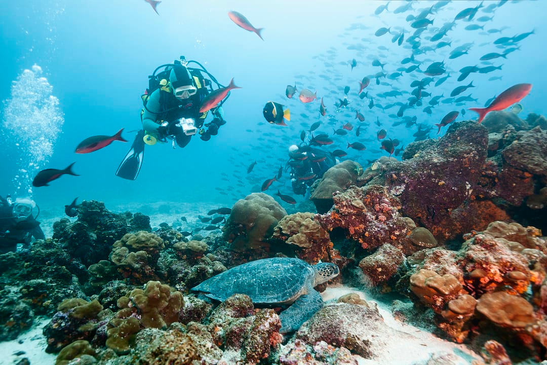 Scuba divers observing a sea turtle in the Galapagos Islands