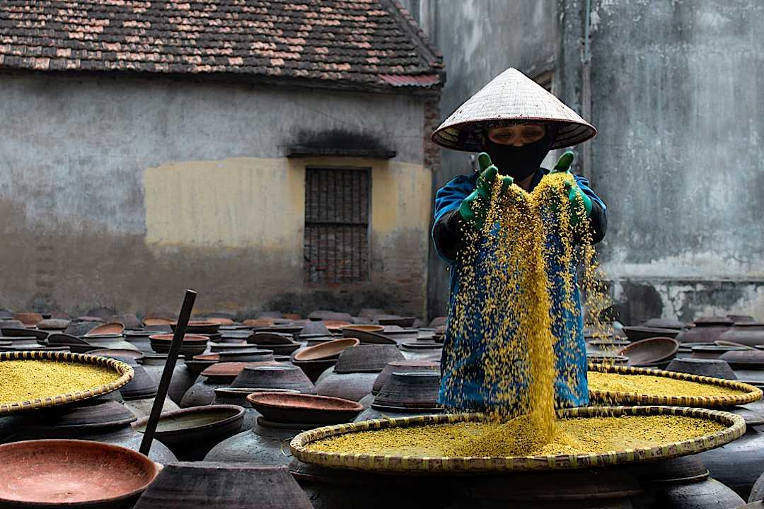 A woman in a traditional Vietnamese conical hat pouring soy sauce grains over clay fermentation jars at a traditional producer in Duong Lam Village, Hanoi, Vietnam