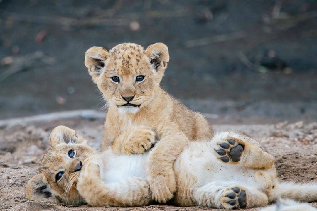 Kruger National Park, South Africa