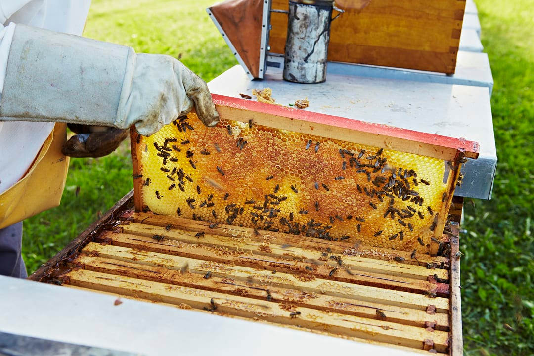 A Croatian beekeeper harvests golden honey straight from the hive in the heart of the countryside