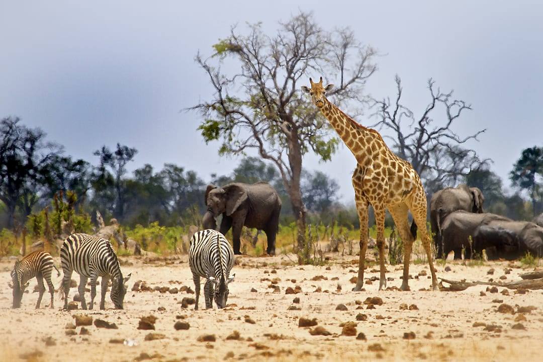 Wildlife in Hwange National Park, Zimbabwe.
