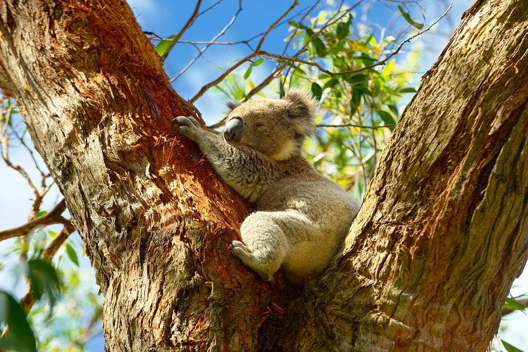 Koala.