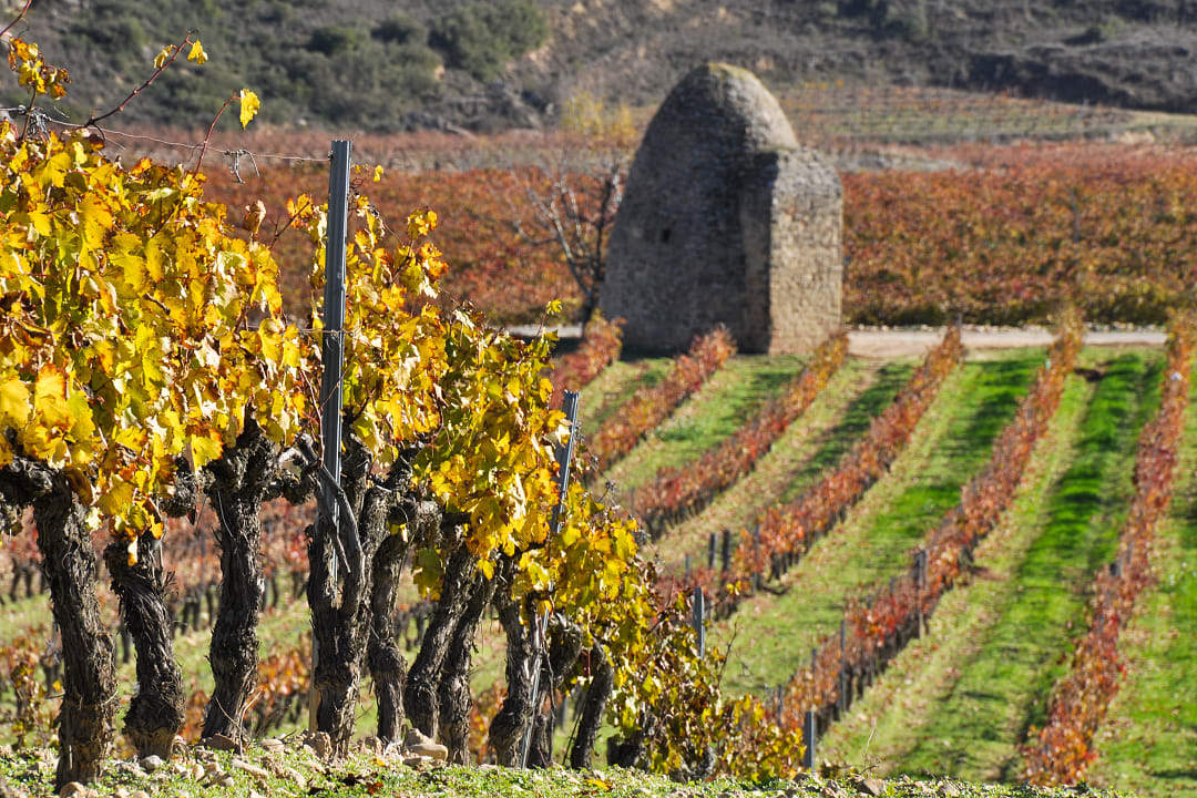 Vineyard and winery in La Rioja, Spain
