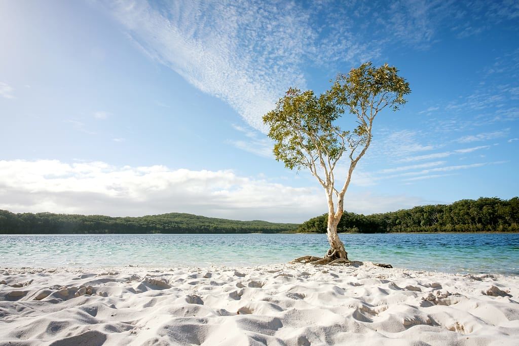 Tree on white sand of Fraser Island, Queensland, Australia