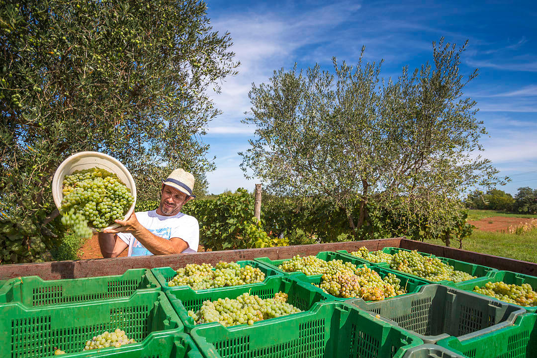 Vendemmia on a farm in Pula, Istria.