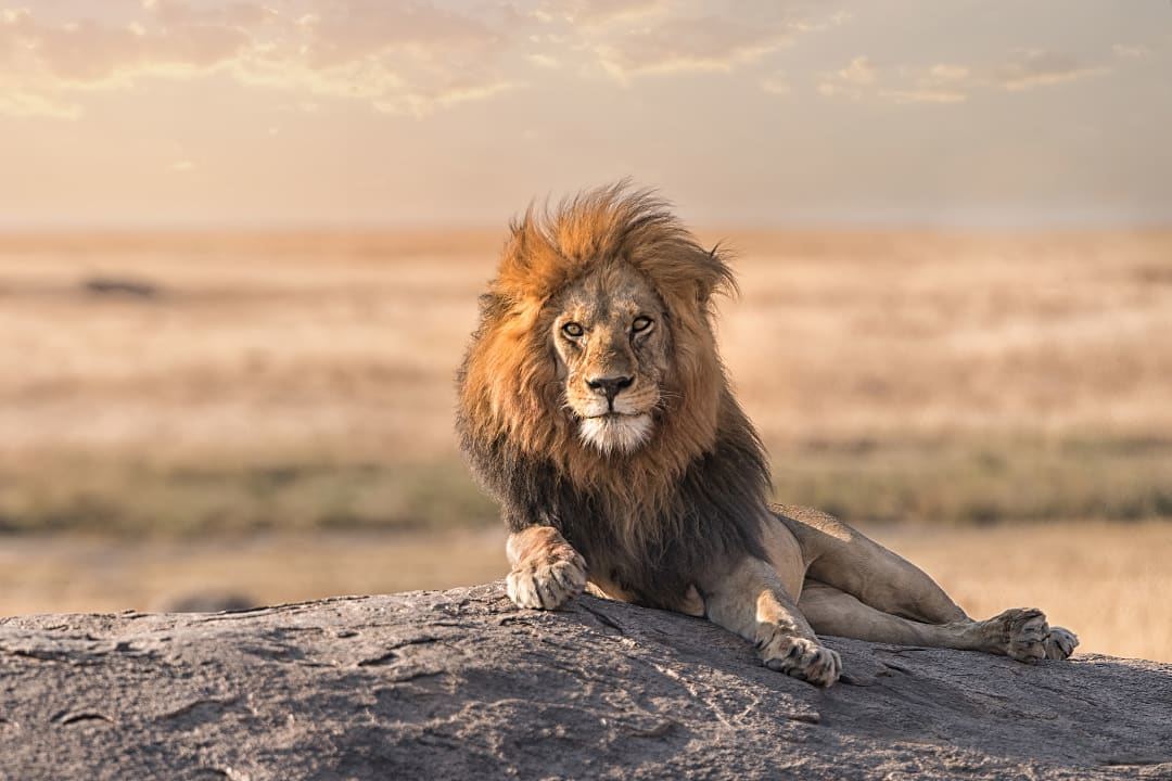 A male lion is sitting on the top of the rock in Serengeti National Park, Tanzania