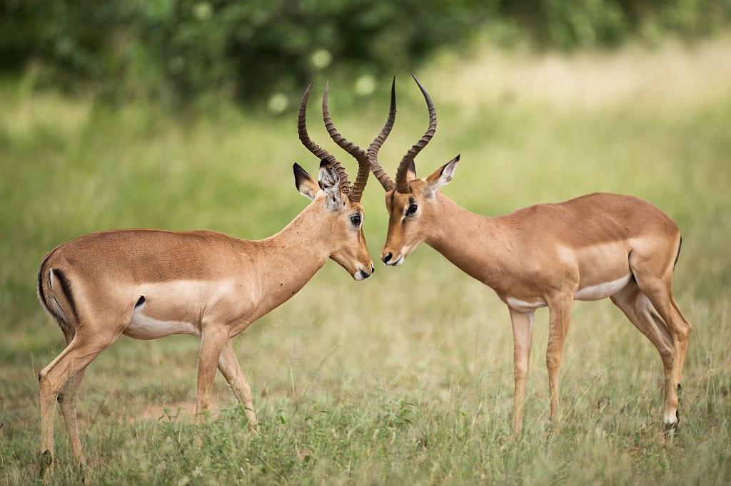 Two impalas face off in Kruger National Park, South Africa