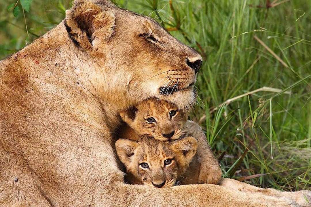 Lioness with her cubs in Sabi Sands, South Africa