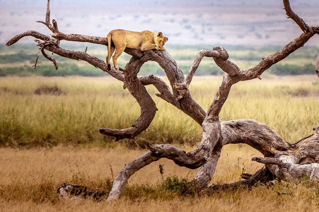 Lion resting on tree at Lake Manyara National Park in Tanzania