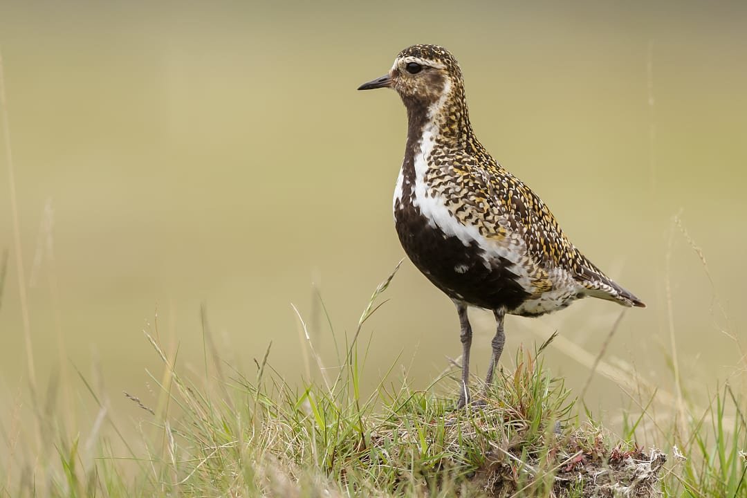 European Golden Plover, County Mayo, Ireland.