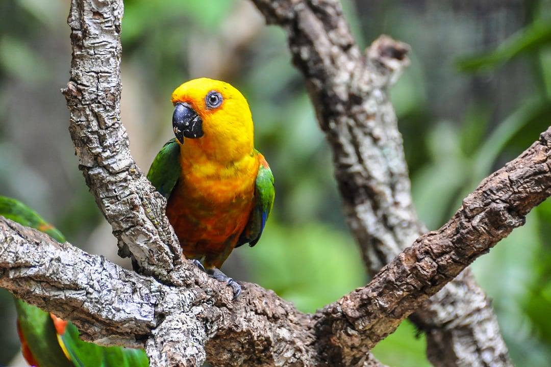  Birdwatching at Iguazú National Park in Argentina