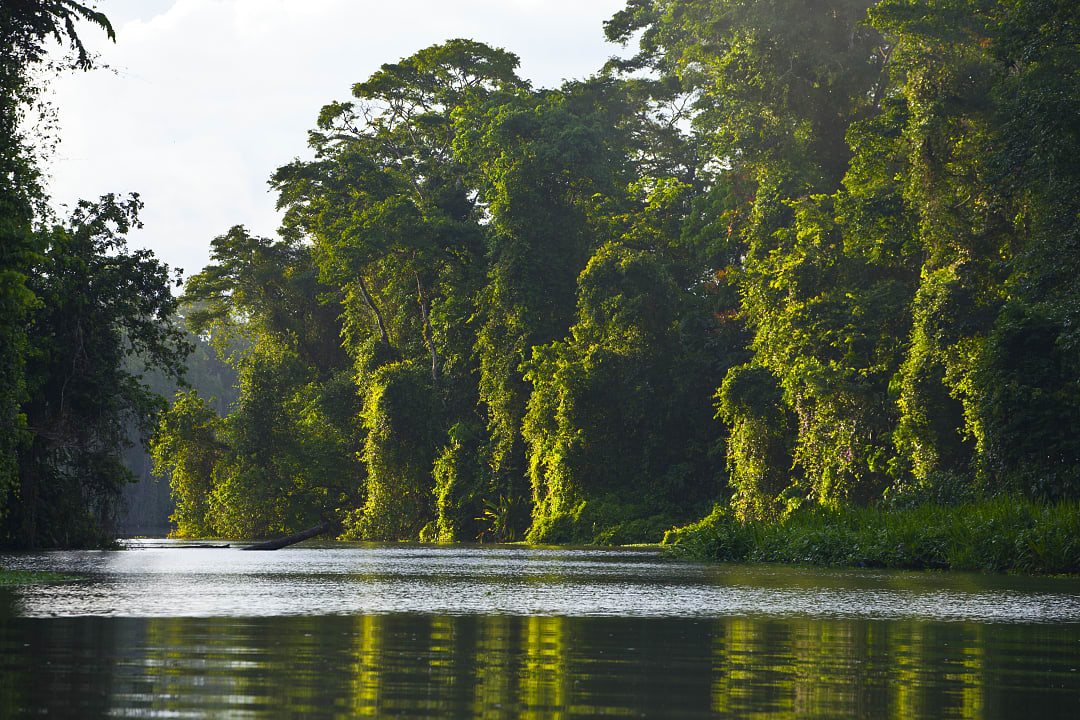 Tortuguero river in Tortuguero National Park, Costa Rica