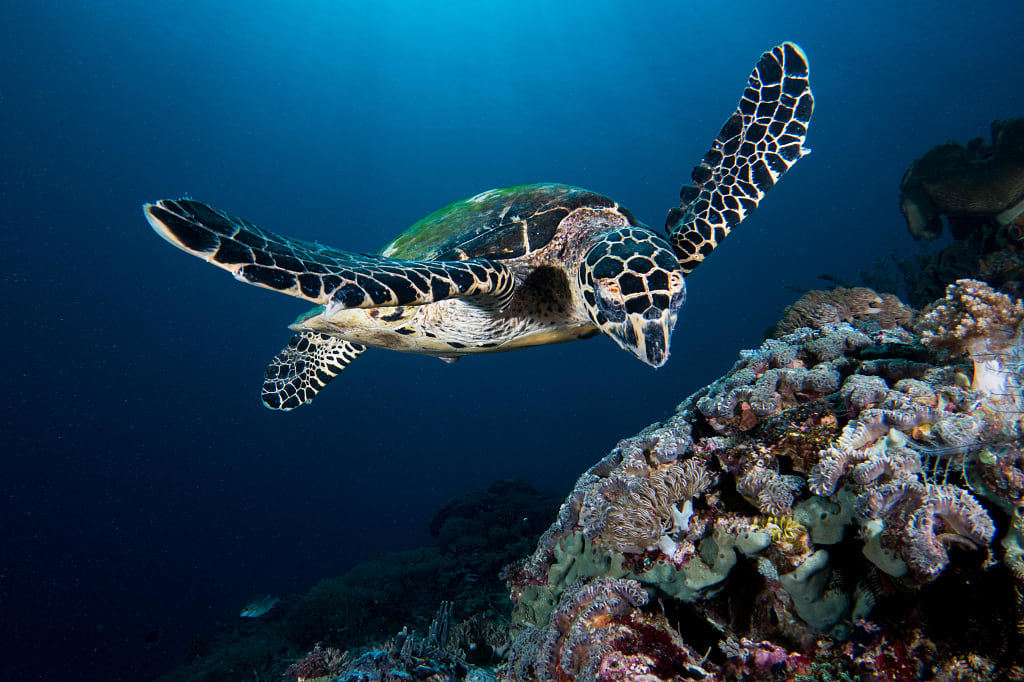 A hawksbill turtle in the waters of Komodo National Park, Indonesia.