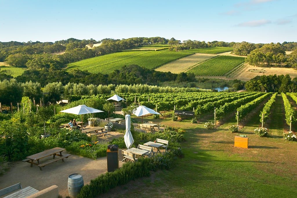 Montalto Winery and Olive Grove. Photo © Mornington Peninsula Regional Tourism