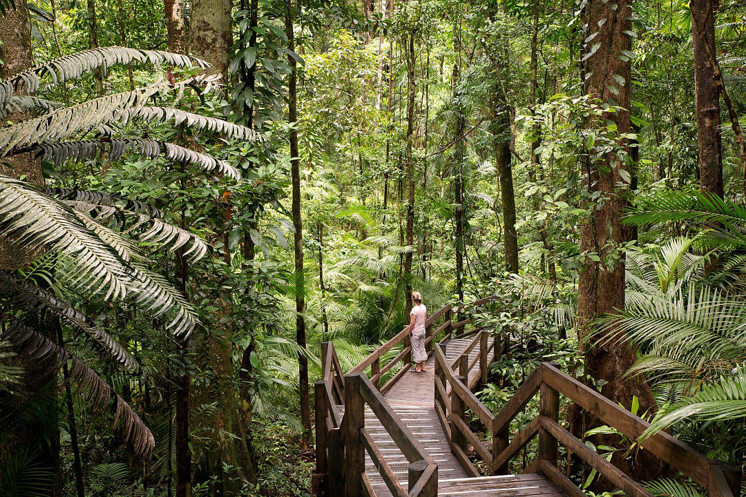 A woman in tropical North Queensland enjoying a walk in the Daintree.