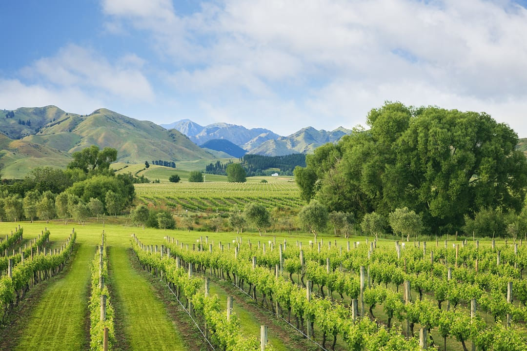 Beautiful vineyard in Marlborough