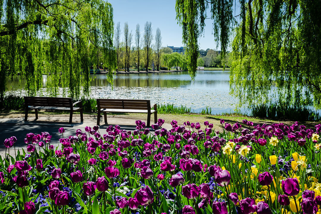 The landscape of Floriade, the annual Canberra spring festival, is filled with vibrant displays of flowers.