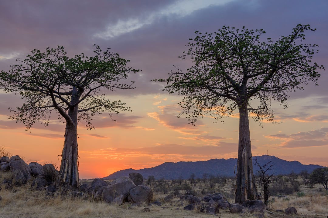 Ruaha National Park at sunset, Tanzania