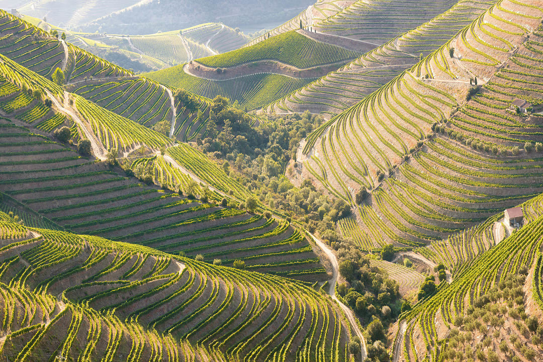 Vineyards in the Douro Valley, Portugal