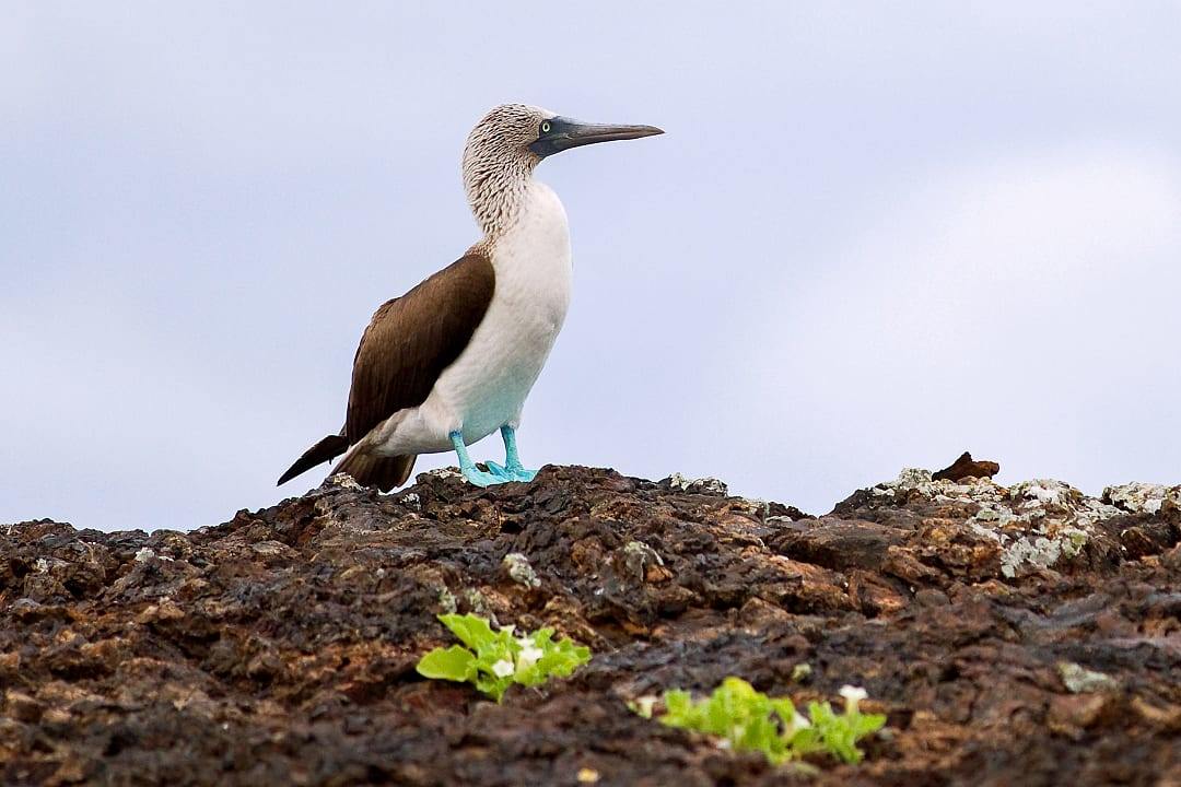 Blue-footed booby, Playa Mansa, Santa Cruz Island