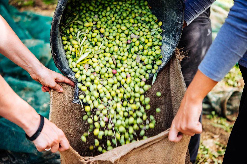 Olives being harvested