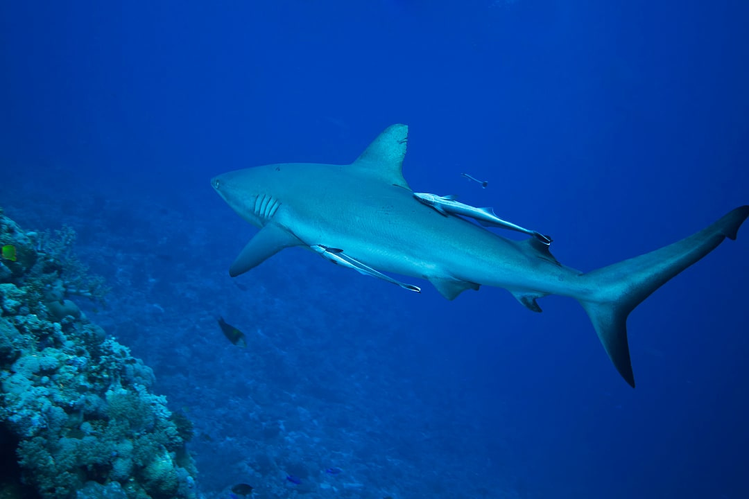 Grey reef shark swimming along the reef at Heron island in Australia's Great Barrier Reef