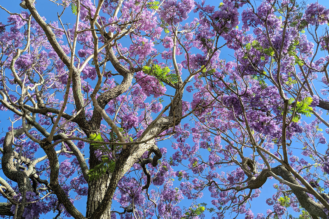 Jacaranda Trees Blooming, Sydney. 