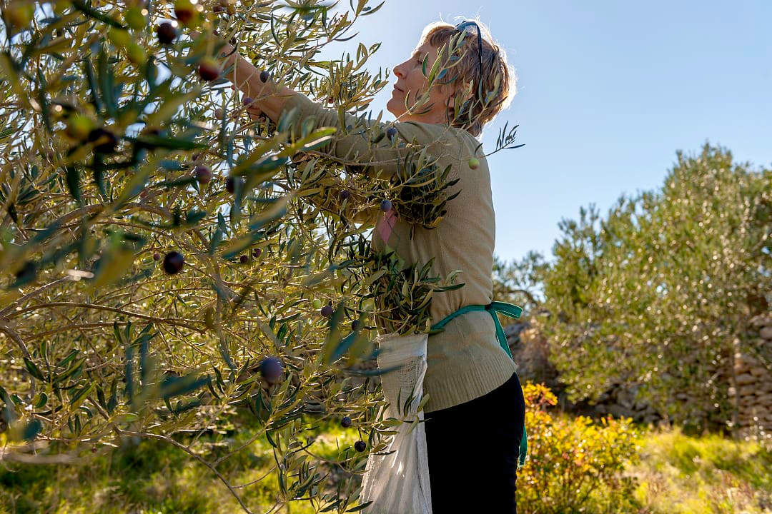 Experience a olive harvest on a farm in Croatia.