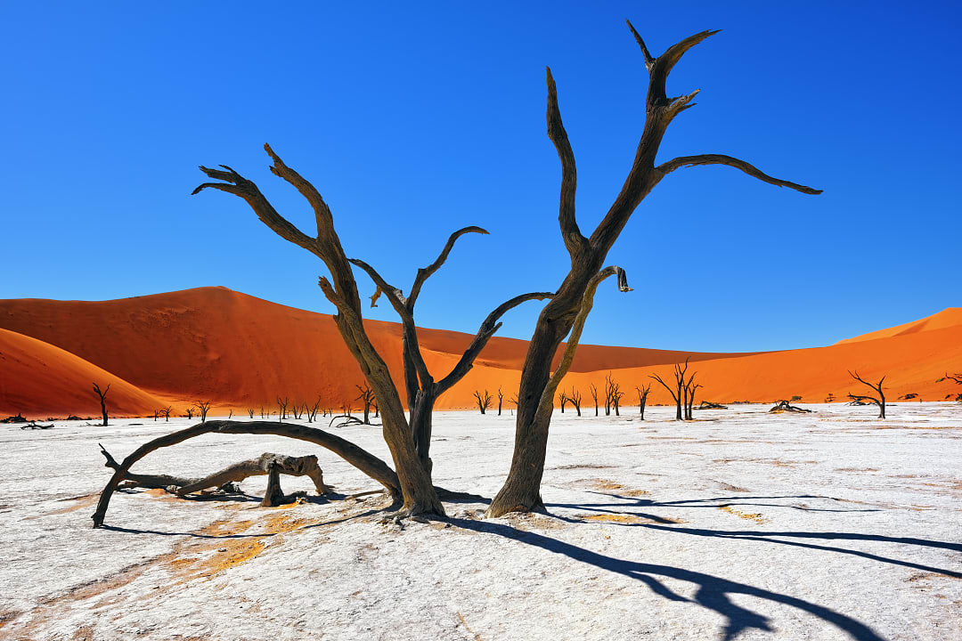 Dead camel-thorn trees against red dunesDead Vlei, Namibi