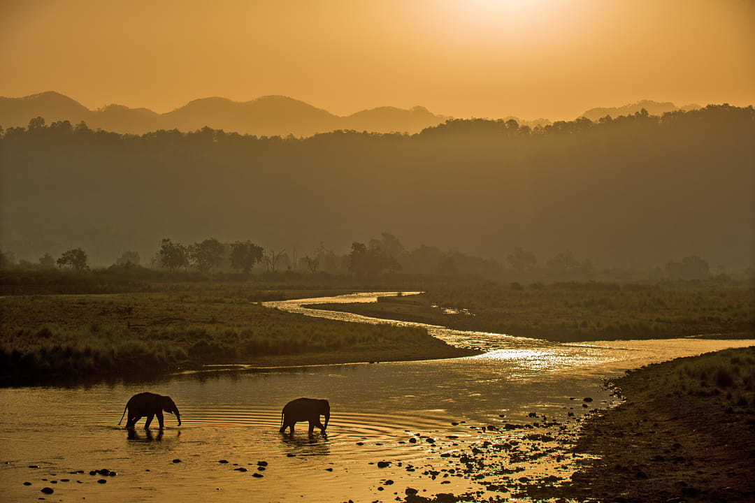 Two elephants wade through a golden river at sunset, surrounded by Himalayan foothils in a serene jungle landscape