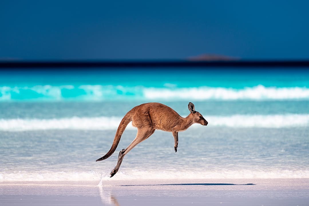Kangaroo on the beach in Cape Le Grand National Park, Australia